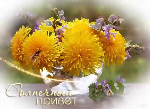 цветы солнечное настроение