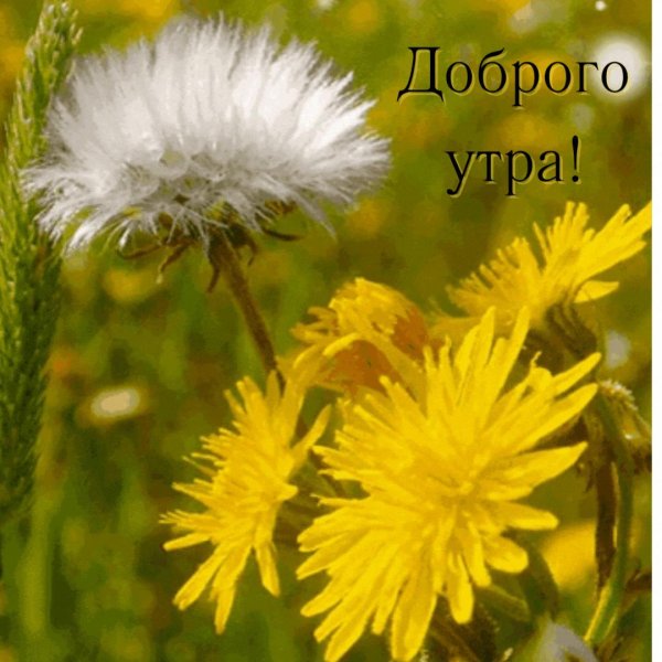 желтые одуванчики