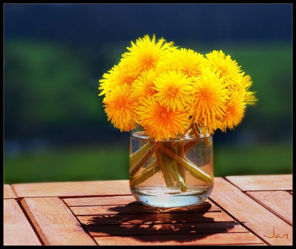 букет одуванчиков