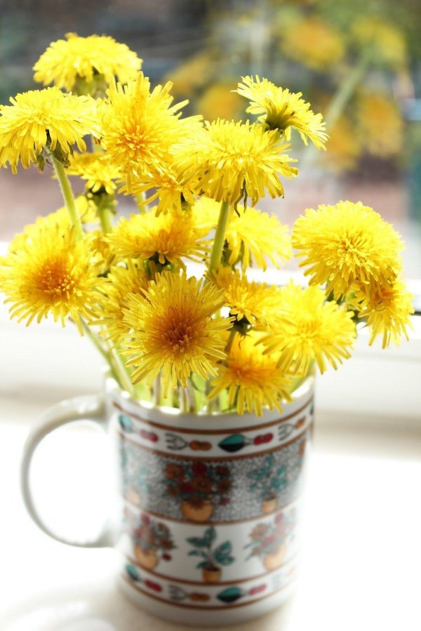 одуванчики эстетика жёлтые