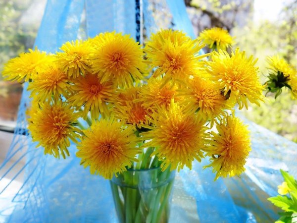 желтые одуванчики