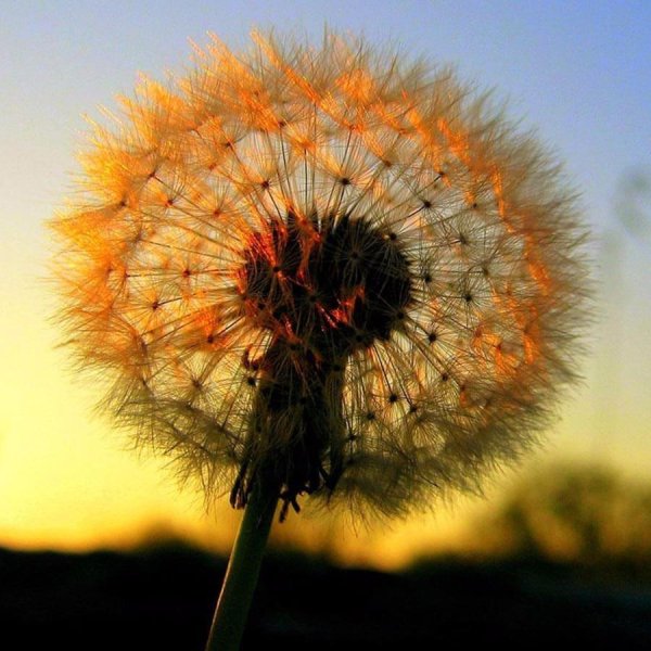 красивые одуванчики