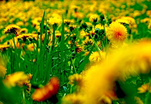 одуванчиковое поле