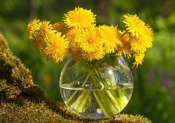 цветок одуванчик