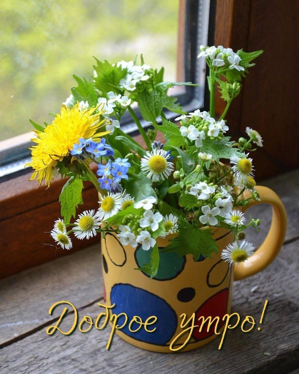 доброе незабудковое утро