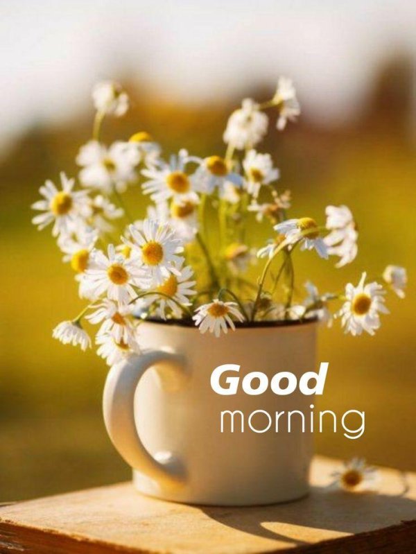 Одуванчики необычные доброе утро