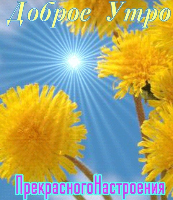 одуванчики геншин