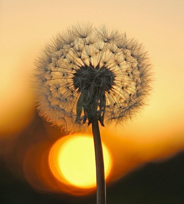 красивые одуванчики