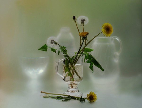 ларисса гамильтон  одуванчики