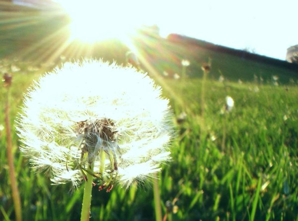 белые одуванчики