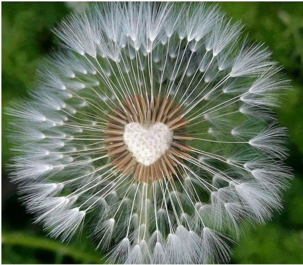 dandelion wish