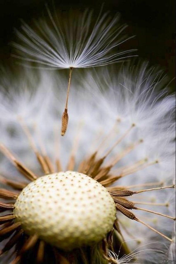 семянка одуванчика