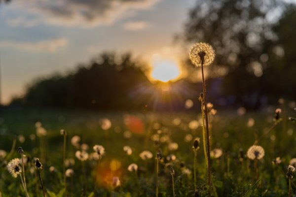 природа одуванчики