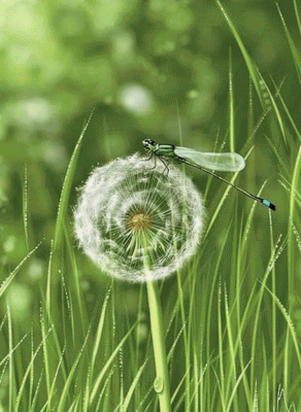 художник вероника миноцци одуванчики