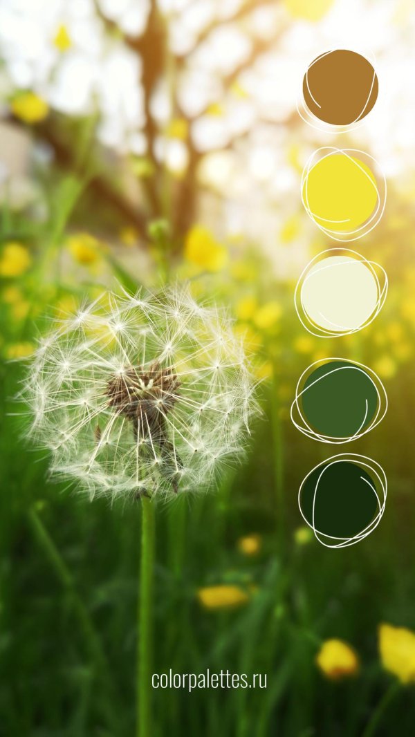 красивые одуванчики