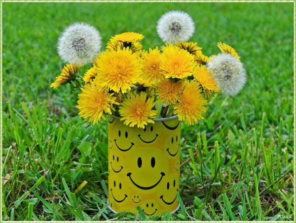 цветок одуванчик