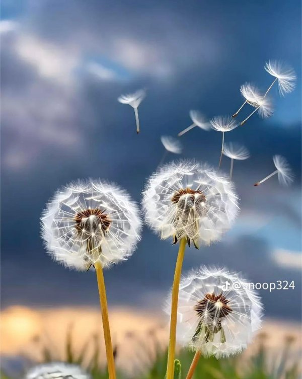 панно одуванчики