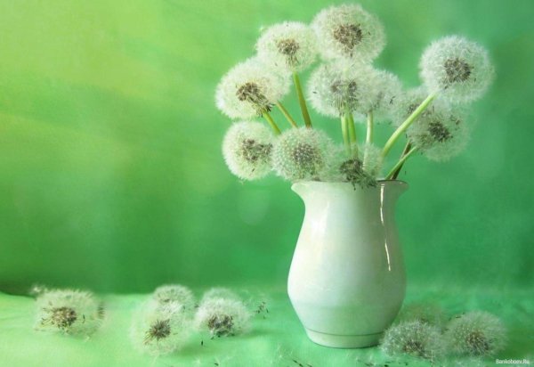 белые одуванчики