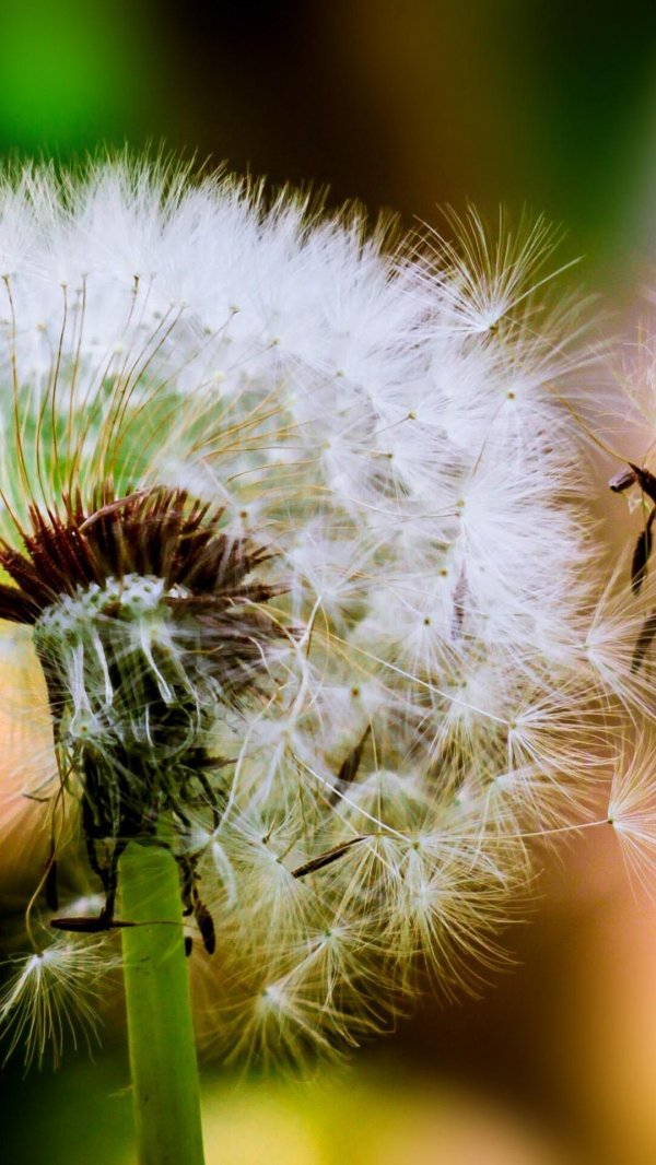 одуванчики генгин