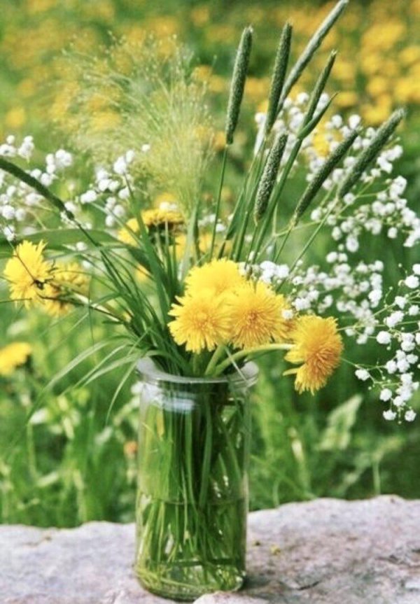 одуванчики цветы