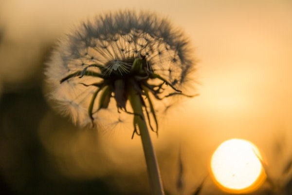 цветочек одуванчик