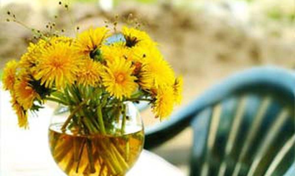 вино из одуванчиков джейн