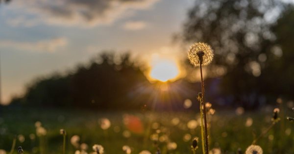 красивые одуванчики