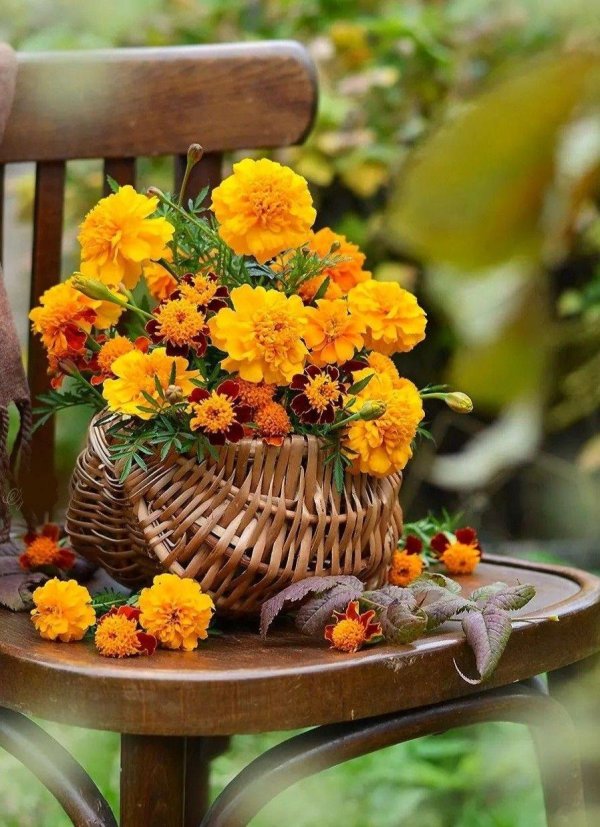 августовские цветы