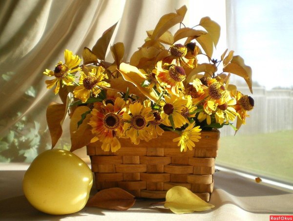 солнечный натюрморт