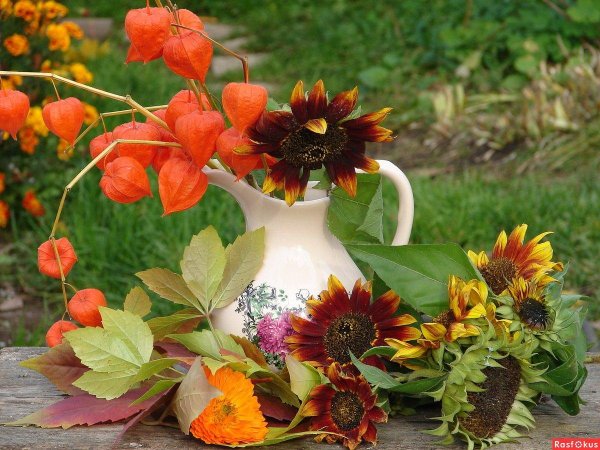 осенние цветы