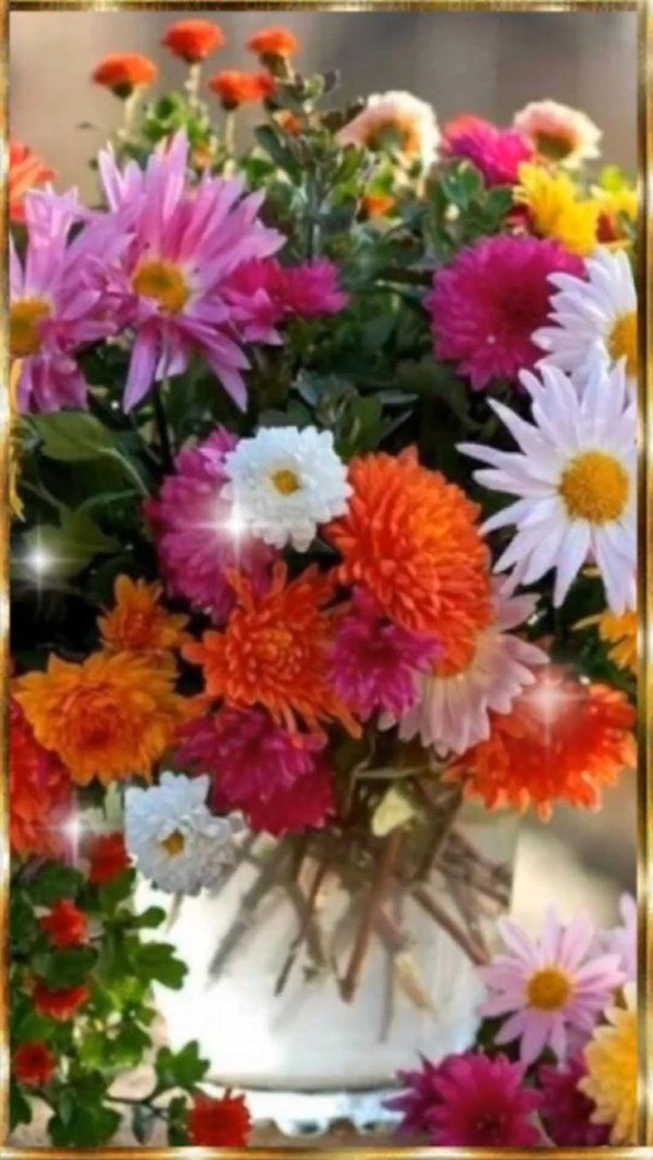 астра хризантема георгин