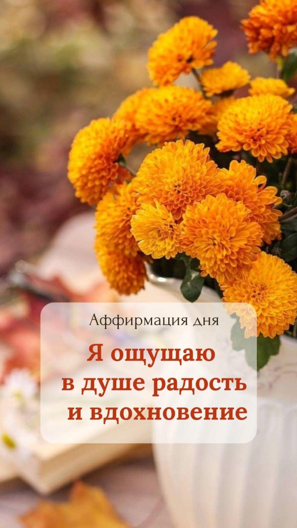 хризантема оранж