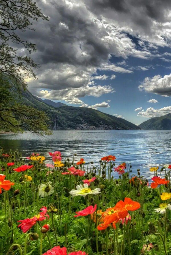 женевское озеро маки