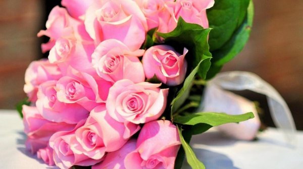 розовая роза