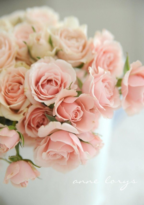 роза кустовая sweet sara