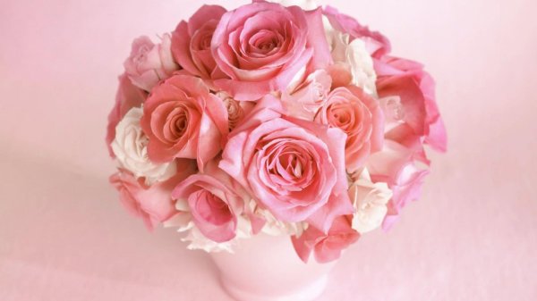 нежно розовая роза