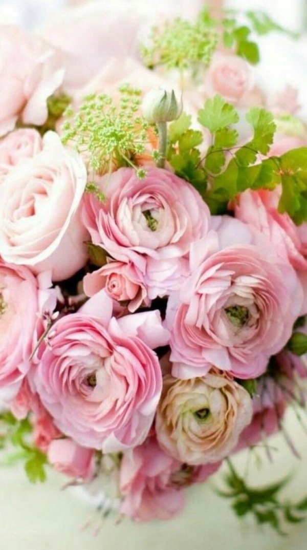 ранункулюс пионовидный