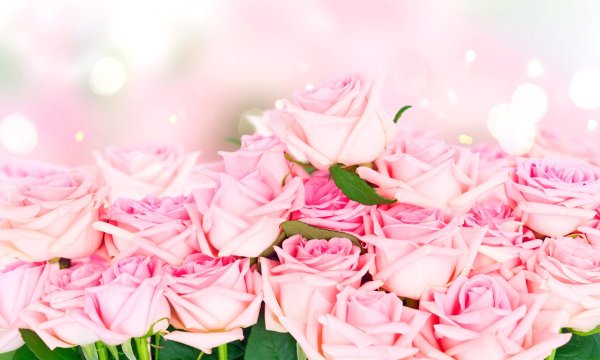 цветочные фоны