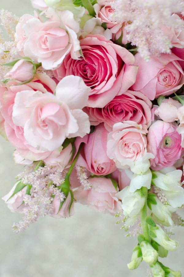 розовые цветы