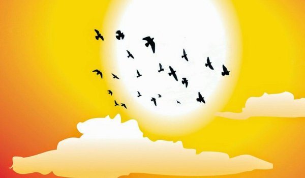 птицы летят