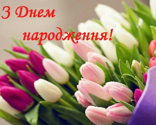 красивые тюльпаны