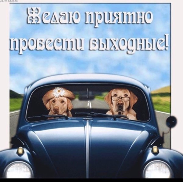 собака машина