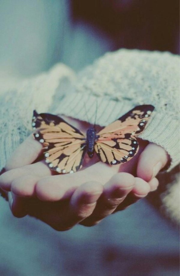 бабочка бабочка