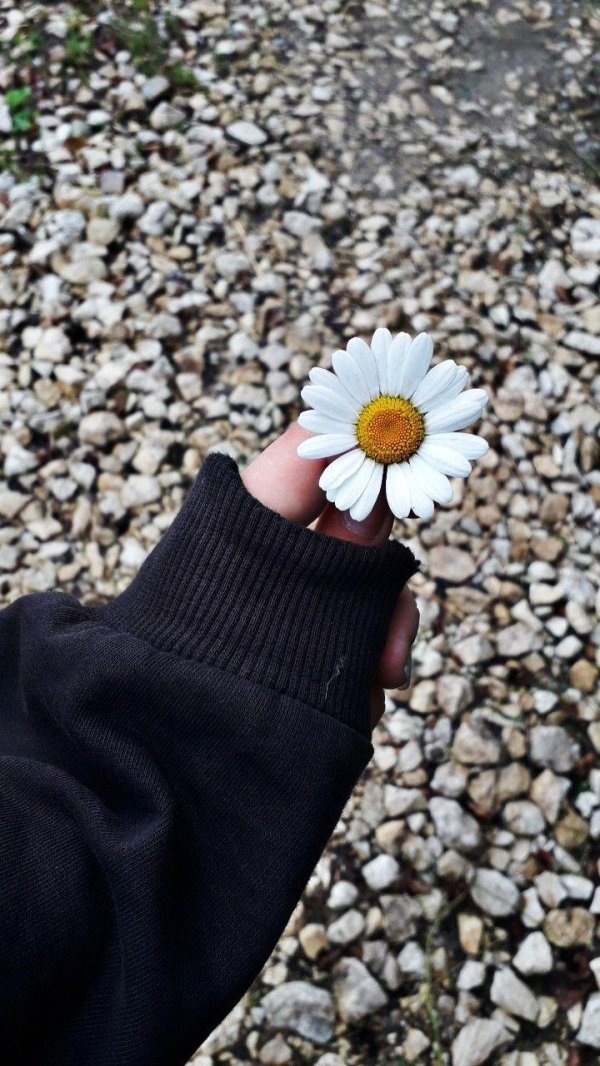 ромашка цветки