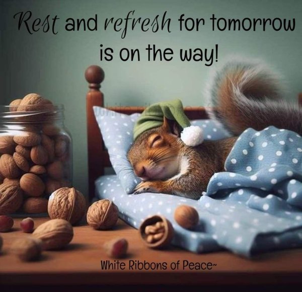 сонная белка