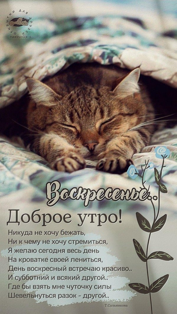 кошачий сон