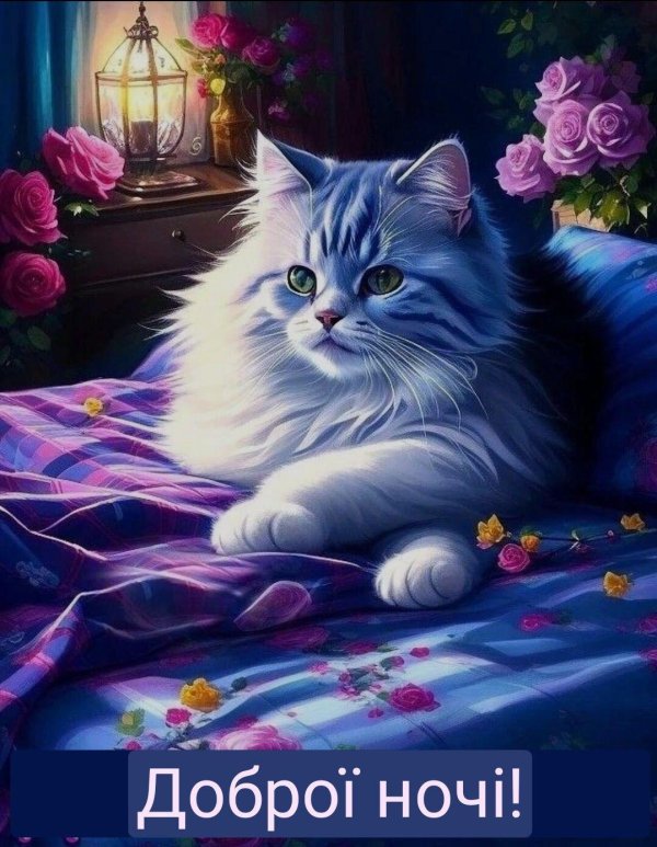 замурчательной ночи