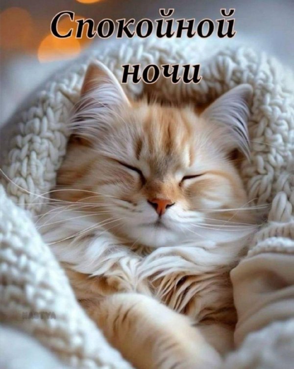 спокойной ночи котенок