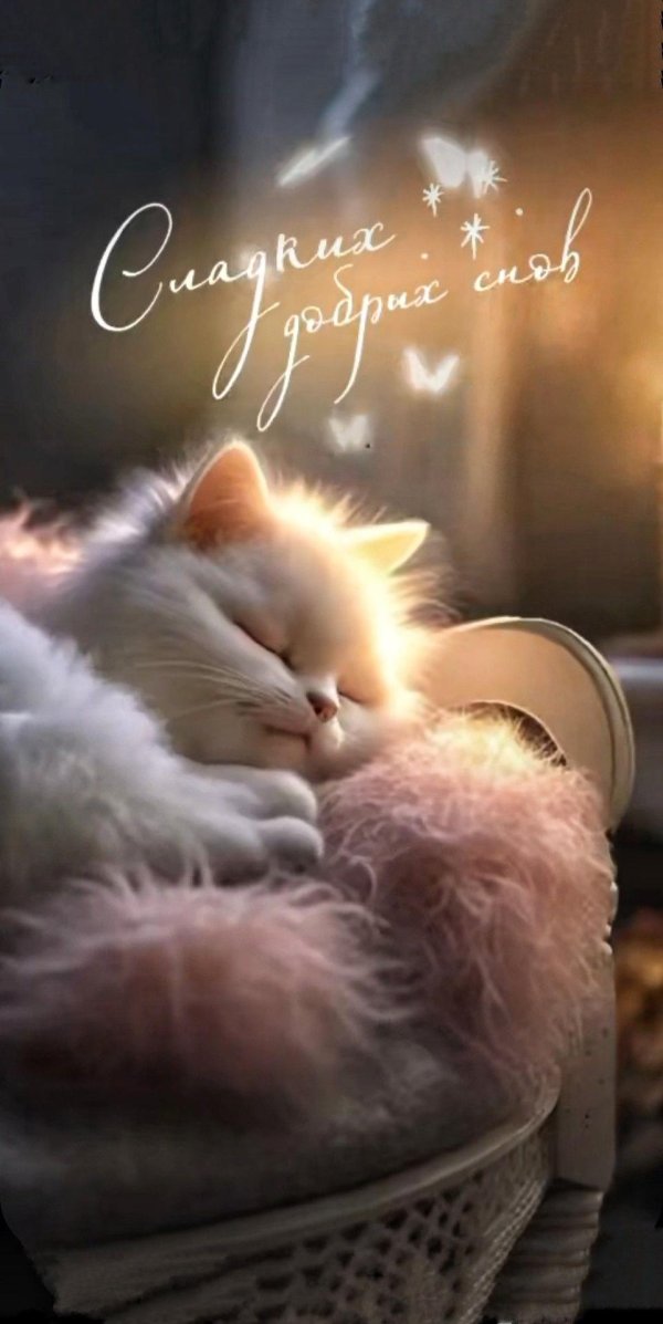 сладкие сны