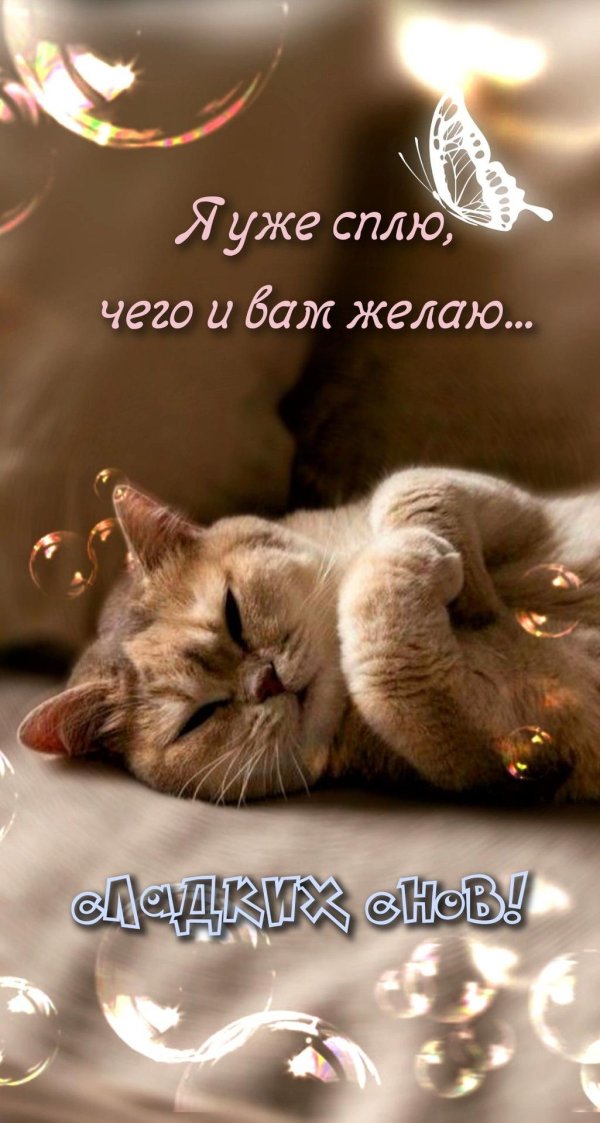 сладкие сны